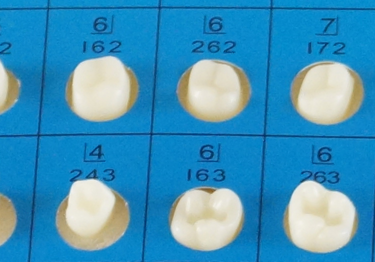TM-G14 Teeth Preparation
